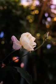 Bud and Bloom of Rose · Free Stock Photo