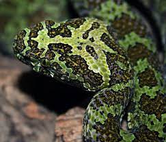 Pin On Cold Blooded