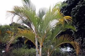 Image result for Dypsis lutescens