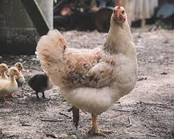 We did not find results for: Soal Descriptive Text Describing Animals Dimensi Bahasa Inggris