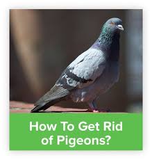 Instead of saving money from your hefty electricity. How To Get Rid Of Pigeons Overview Of All Available Solutions