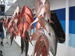 Panama City Beach Florida Deep Sea Fishing Charters Trips