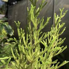 Image result for Lycopodiella cernua