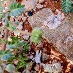 Image result for Tribulus zeyheri