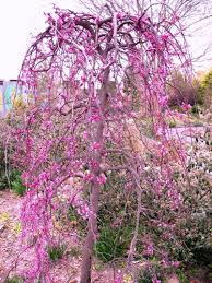 For people who like to add some flowering trees on their garden can try one from. Trees Available At The Barn Nursery Get The Advice Of Our Professionals Www Barnnursery Com 091613 Flowering Trees Garden Shrubs Dogwood Trees