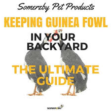 Because of this, guineas have almost no health issues to speak of. Keeping Guinea Fowl The Ultimate Guide For The Australian Backyard