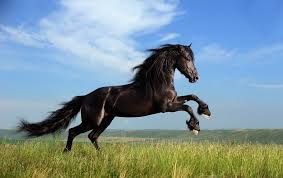We try to bring you new posts about interesting or popular subjects containing new quality wallpapers every. 250 4k Ultra Hd Horse Wallpapers Background Images