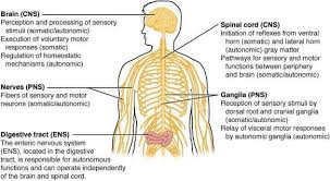 Pin On The Nervous System