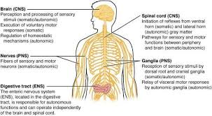 The central nervous system is the integration and command center of the body. Pin On The Nervous System