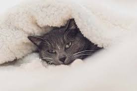 Why Does My Cat Sleep Under The Covers With Me Upgrade Your Cat
