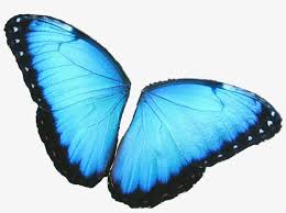Feel free to reproduce and share! Butterfly Wings Colorful Girly Amazing Artistic Blue Morpho Butterfly 1024x713 Png Download Pngkit
