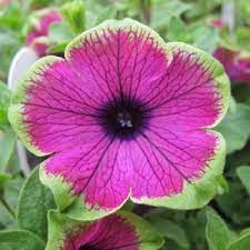 Petunia Supertunia Pretty Much Picasso Buy Petunia Annuals Online Petunia Flower Petunias Petunia Plant