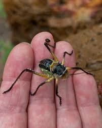 Image result for Platostoma africanum