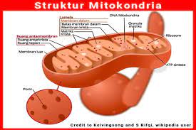 Mitokondria memiliki fungsi yang sangat penting yaitu untuk menghasilkan energi. Jawaban Fungsi Mitokondria Dan Struktur Sel Hewan Dan Tumbuhan