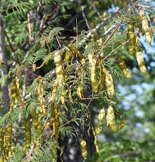 Image result for Acacia ataxacantha