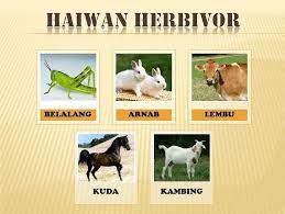 Anjing adalah hewan yang sangat sosial dan kesamaan dalam pola perilaku hindari beri anjing daging ayam mentah jakarta dog lovers. Cara Pemakanan Karnivor Omnivor Dan Tuisyen Individu Facebook
