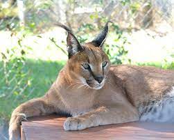 Due to the fact that fertile caracat male do not exist already (the first generation. Caracal Carolina Tiger Rescue