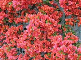 Bougainvillea Colors Google Search Bougainvillea Colors Bougainvillea Hibiscus