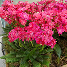 Learn more about the different types of succulent plants with our 1800flowers succulent plant guide! Lewisia Cotyledon Elise Ruby Red Lewisia Portulacaceae The Portulaca Or Purslane Family