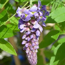 Texas purple japanese wisteria, wisteria floribunda 'texas purple' chinese wisteria light needs: Amethyst Falls Wisteria Wisteria Frutescens Amethyst Falls In Houston Texas Tx At Buchanan S Native Plants