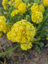 Image result for Gnidia kraussiana