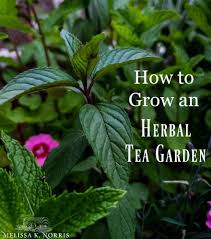I have a small garden behind my house. How To Grow An Herbal Tea Garden At Home Favorite Herbal Tea Blend Recipes