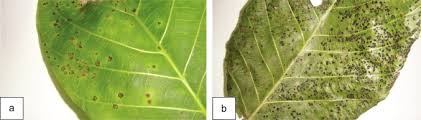 Pseudocercospora - an overview | ScienceDirect Topics