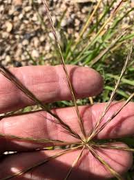 Image result for Enteropogon monostachyos
