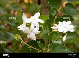 Image result for Jasminum multiflorum