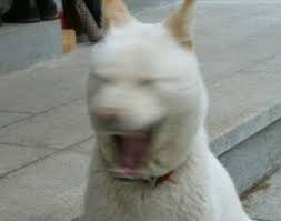 돼지충전소 이미지