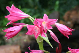 Image result for Crinum ornatum (Aiton) Herb.