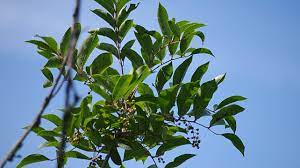 Poison Sumac: Rash, Pictures, And Treatment