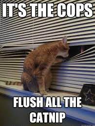 Lol Cats Funny Funny Cat Pictures Funny Animals Cat Memes