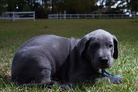 We have three female great dane puppies and four male great dane puppies. Blue Great Dane Do These Gentle Giants Really Come In Blue