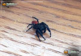 Check spelling or type a new query. Johnson Jumping Spider Phidippus Johnsoni