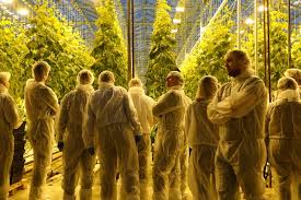 Maybe you would like to learn more about one of these? Finnish Cucumber Growers Reach Record Harvest