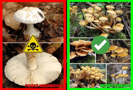 Fungi: Poisonous Mushroom Look Alikes | Fungi