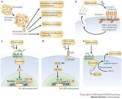 They block the function of hiv protease enzymes. Serine Proteases And Regulators Creative Diagnostics