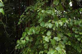 Image result for Cissus integrifolia