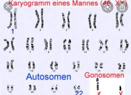 Bio Genetik Karyogramm Ablesen Schule Biologie