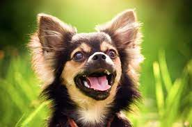 chihuahua die kleinste hunderasse der welt hundenamen madchen hundenamen chihuahua