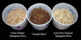 When used with orchids, sphagnum moss can be a life savior, or the doom of an orchid. Sphagnum Moss Repotme