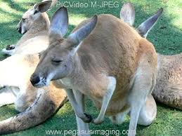 Look no further because you will find whatever you are looking for in here. Baby Kangaroo Sleeping In A Pouch Part 1 Youtube