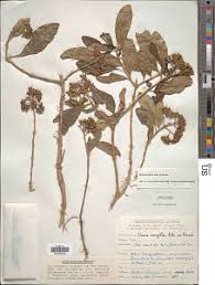 Image result for Nuxia congesta