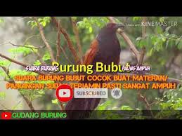 Check spelling or type a new query. Suara Burung Bubut Gacor Cocok Buat Masteran Di Jamin Sangat Ampuh Mp3 Youtube