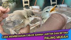 Gambar gambar ciblek jan tan dan betina antara ciblek jantan dan betina perbedaanya memang tidak terlalu mencolok akan tetapi tetap saja kita masih bisa melihat dengan jelas perbedaanya. Update Cara Paling Mudah Membedakan Ciblek Jantan Dan Betina
