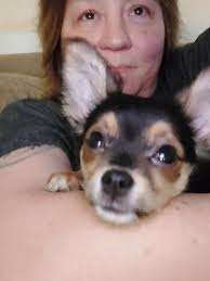 Life Of A Crazy Chihuahua Mama (35 Pics)