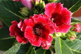 Gloxinia Plant For Download Please Do Right Click And Save As With Modern Flowers Plants Flower Wallpaper