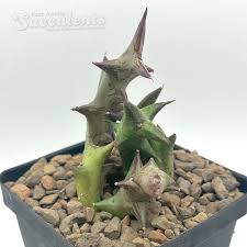 Image result for Orbea rogersii