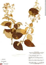 Image result for Janusia